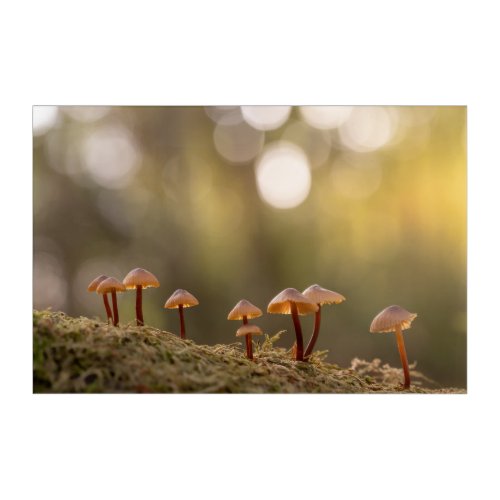 Tiny Mushrooms Nature Photo Acrylic Print