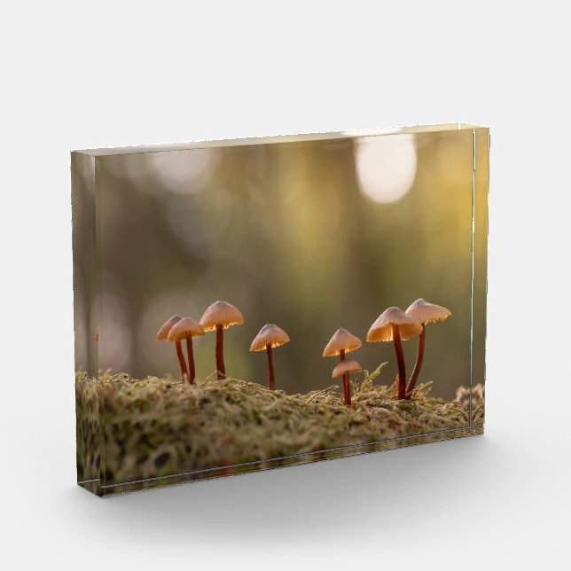 Tiny Mushrooms Nature Photo Block (Left)