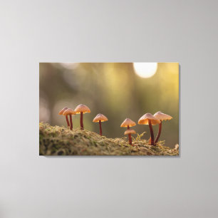 Tiny Mushrooms Nature Photo Canvas Print