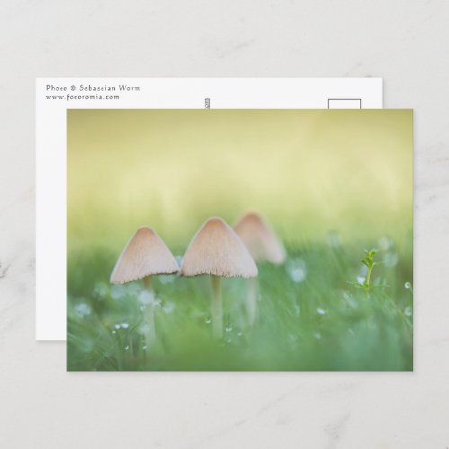 Tiny Mushrooms Nature Photo Postcard