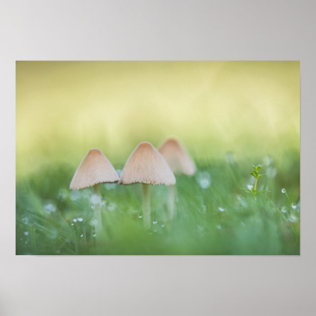 Tiny Mushrooms Nature Photo Poster (Front)