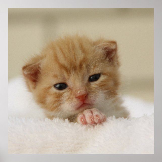 Tiny Orange Kitten Poster (Front)