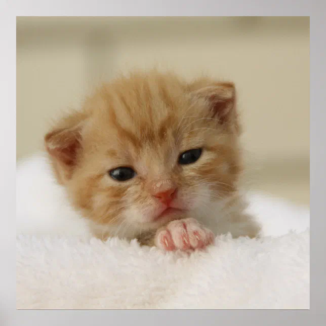 Tiny Orange Kitten Poster | Zazzle