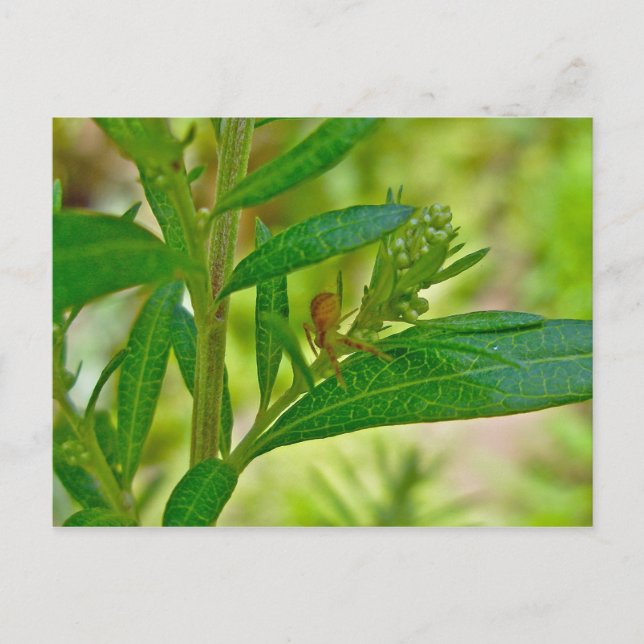 Tiny Orb Weaver Spider on Dogbane Postcard (Front)