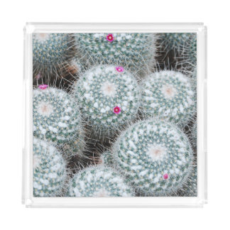 Tiny Pink Flowers Cactus Plants Acrylic Tray