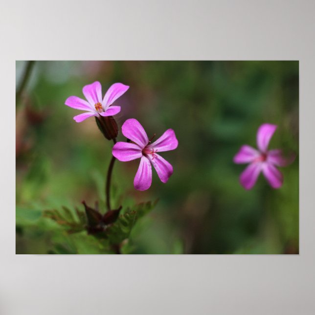 Tiny pink wild flowers of Herb Robert Poster (Front)
