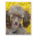 Tiny Poodle with Yellow Flowers Temporary Tattoos