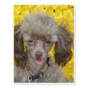 Tiny Poodle with Yellow Flowers Temporary Tattoos