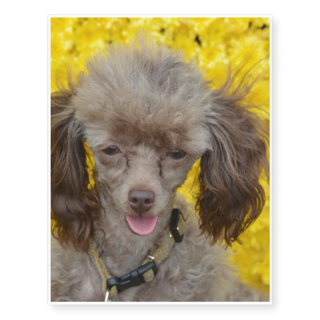Tiny Poodle with Yellow Flowers Temporary Tattoos (Front)