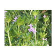 Tiny Purple Wildflowers