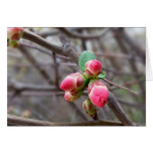 tiny red buds (Front Horizontal)