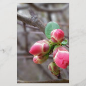 tiny red buds (Front)