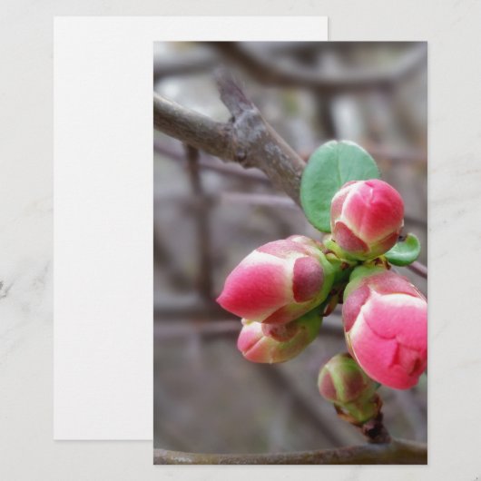 tiny red buds (Front/Back)