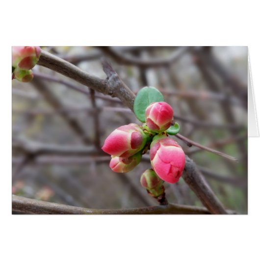 tiny red buds cards (Front Horizontal)