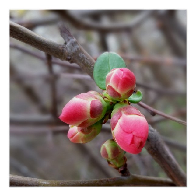 tiny red buds poster (Front)