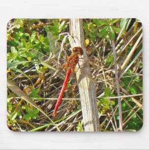 Tiny Red Dragonfly in November Mouse Pad