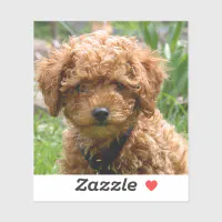 Tiny red hotsell toy poodle