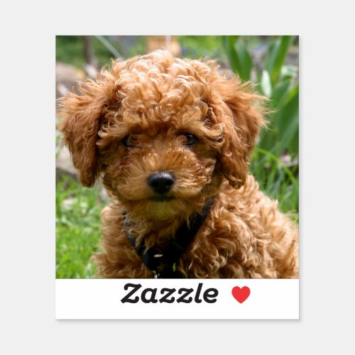 Tiny Red Toy Poodle Puppy Stickers