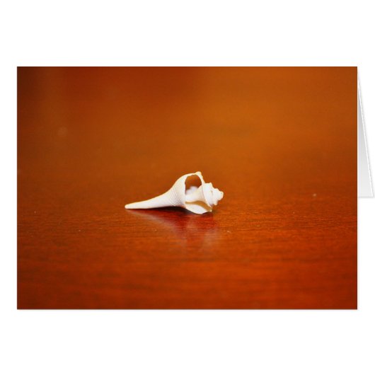 Tiny Shell Cards (Front Horizontal)
