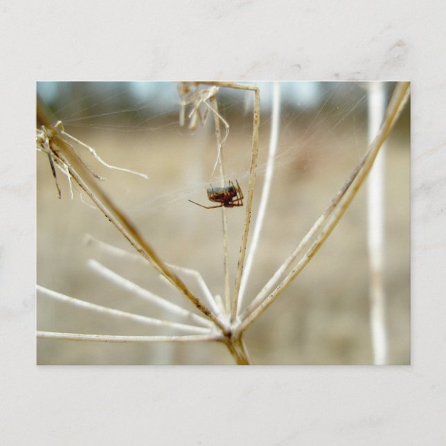 Tiny Spider on Dry Queen Anne's Lace Postcard (Front)