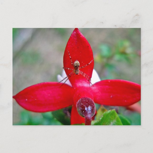 Tiny Spider on Miniature Fuschia Postcard (Front)