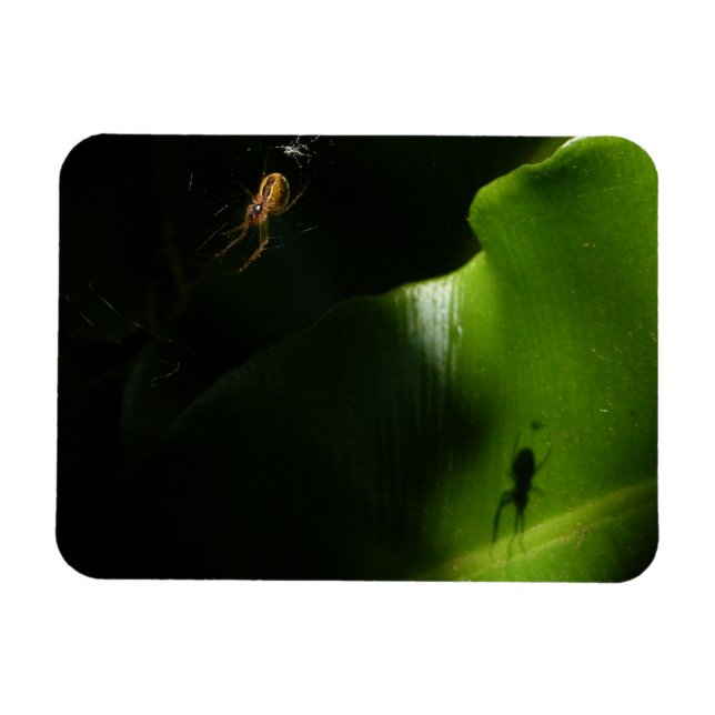 Tiny Spider Photo Magnet (Horizontal)