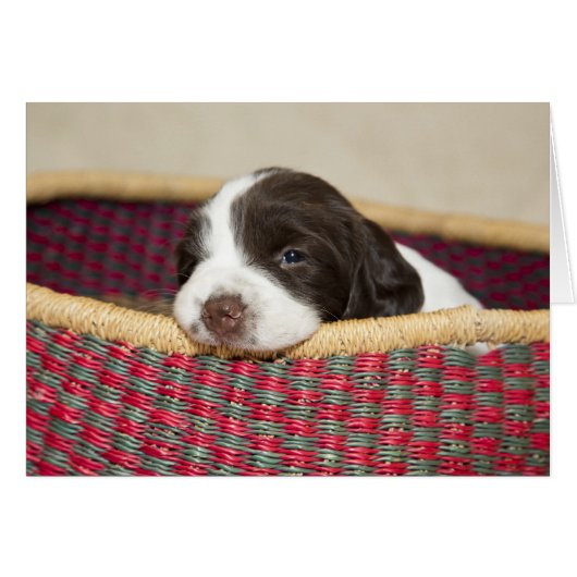Tiny Springer Spaniel Puppy Card (Front Horizontal)