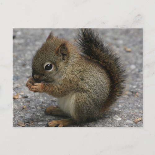 Tiny Squirrel Nibbles At Food In Paws Postcard