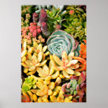 Tiny Succulents Poster