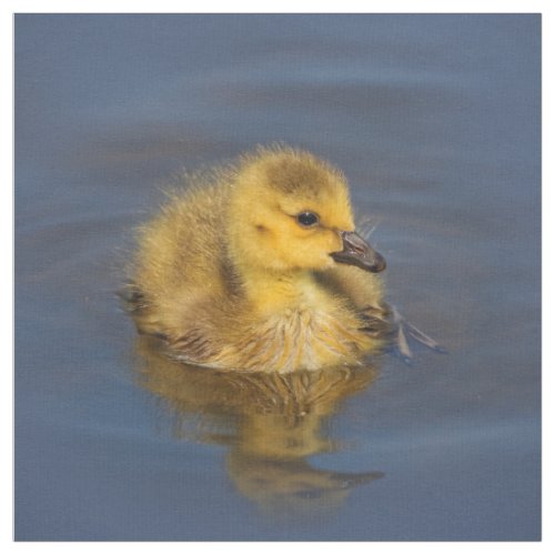 Tiny Swimmer Canada Goose Gosling Fabric
