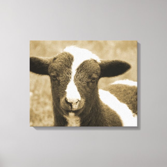 Tiny the Lamb Canvas Print (Front)