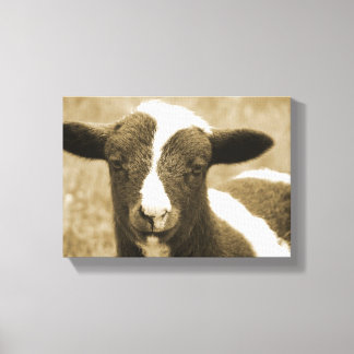 Tiny the Lamb Canvas Print