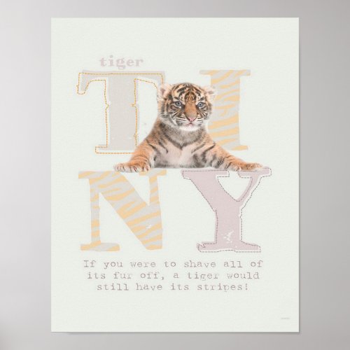 Tiny Tiger Cute Cat Design Poster