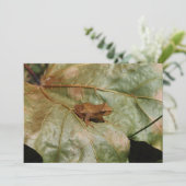 Tiny Toad (Standing Front)