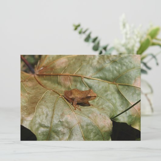 Tiny Toad (Standing Front)