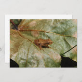 Tiny Toad (Front/Back)