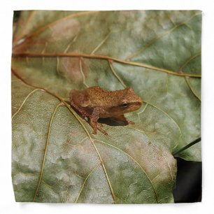 Tiny Toad Bandana