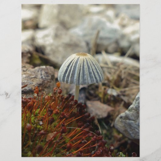 Tiny Toadstool (Front)