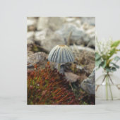 Tiny Toadstool (Standing Front)