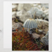 Tiny Toadstool (Front/Back)