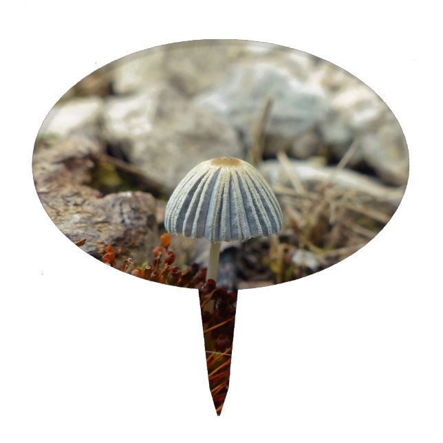 Tiny Toadstool Cake Topper (Front)