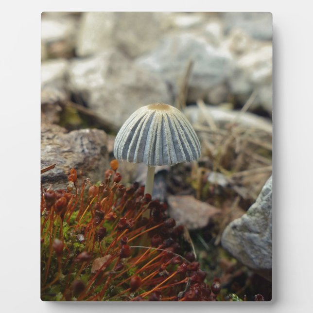 Tiny Toadstool Plaque (Front)