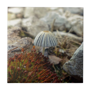 Tiny Toadstool Tile