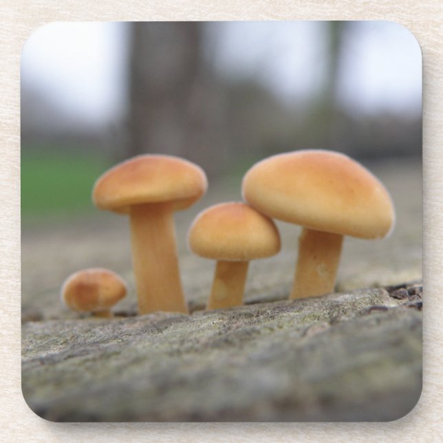 Tiny Toadstools Macro Cork Coaster (Front)