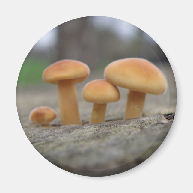 Tiny Toadstools Macro Magnet (Front)