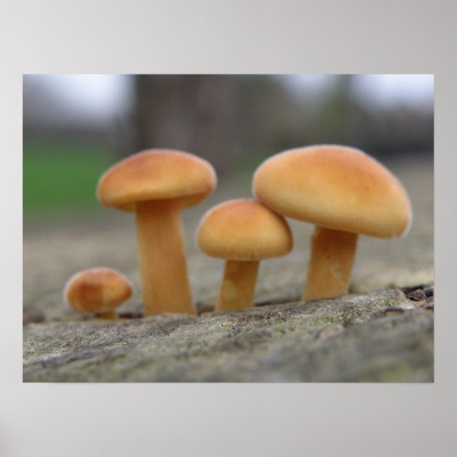 Tiny Toadstools Macro Print (Front)