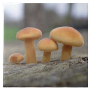 Tiny Toadstools macro Tile