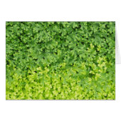 Tiny tropical fern (Front Horizontal)