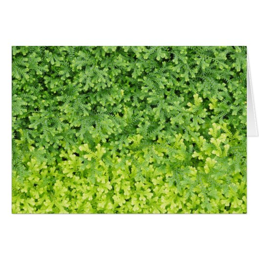 Tiny tropical fern cards (Front Horizontal)