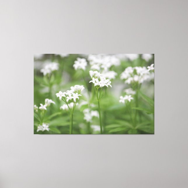 Tiny White Floral Canvas Print (Front)
